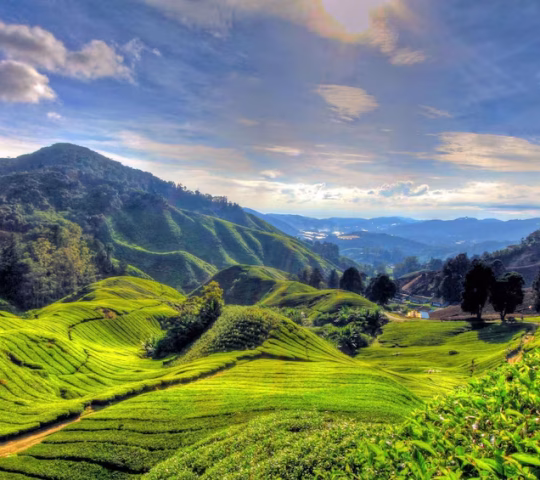 Cameron Highlands Cameron Highlands